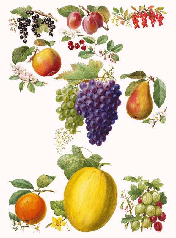 Fruits by English School
