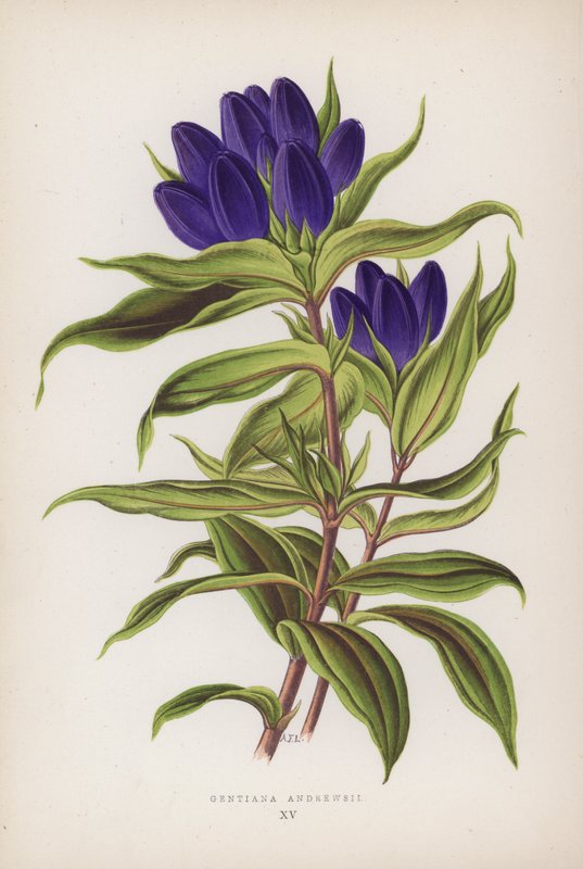 Gentiana Andrewsii by English School
