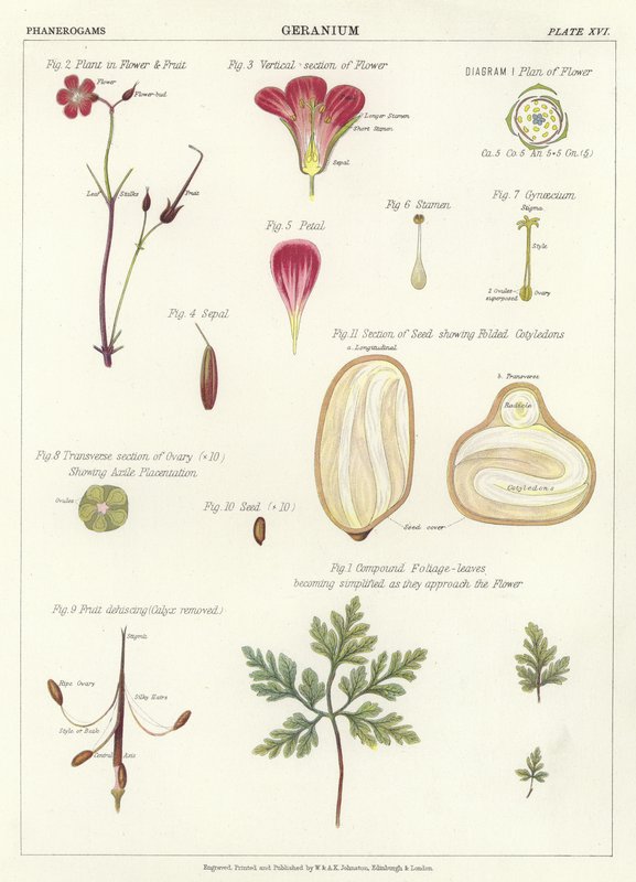 Geranium by English School