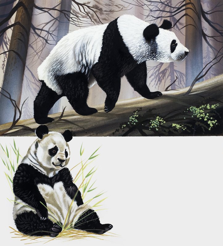 Giant Panda by English School