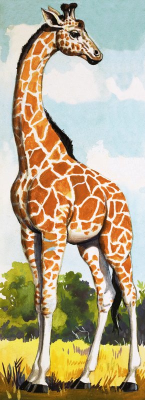 Giraffe by English School