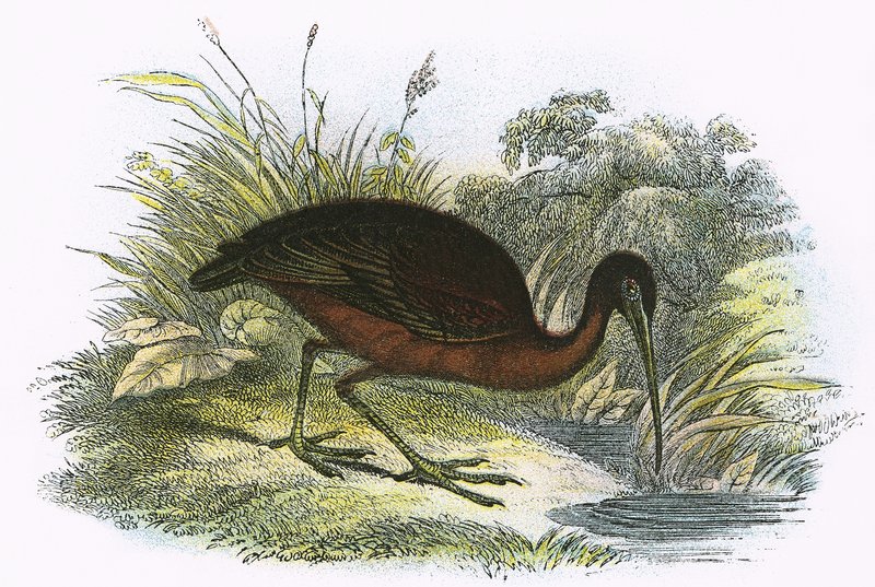 Glossy Ibis by English School