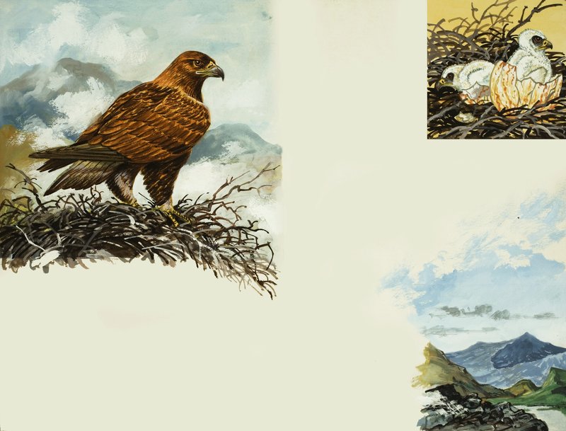 Golden Eagle by English School