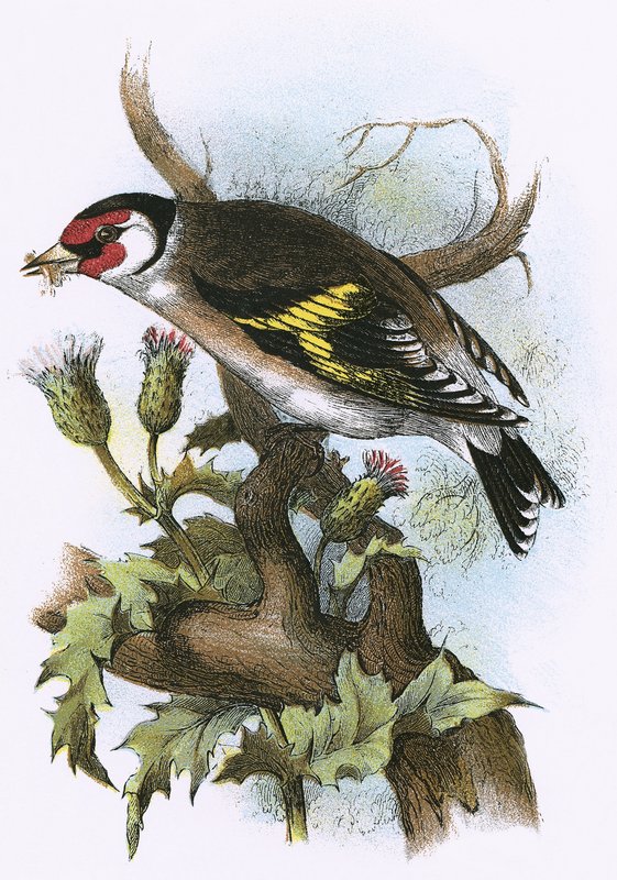 Goldfinch by English School
