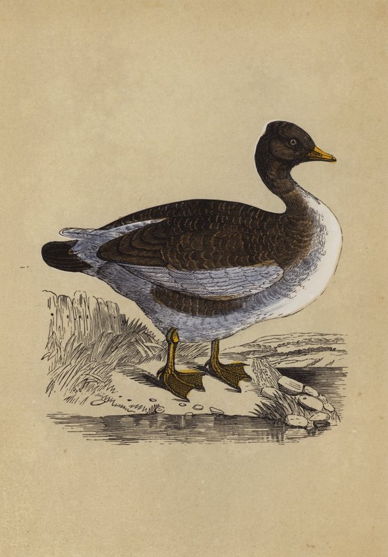 Goose by English School