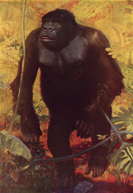 Gorilla by English School