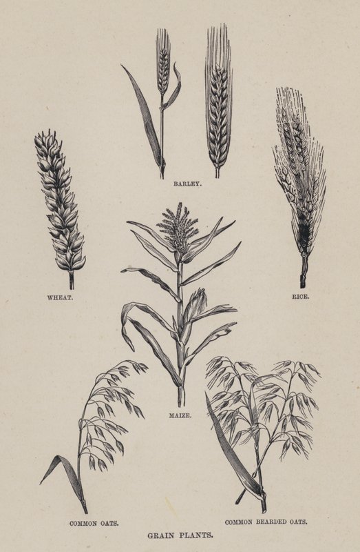 Grain plants by English School