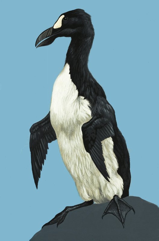 Great Auk by English School