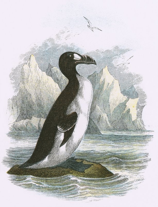 Great Auk by English School