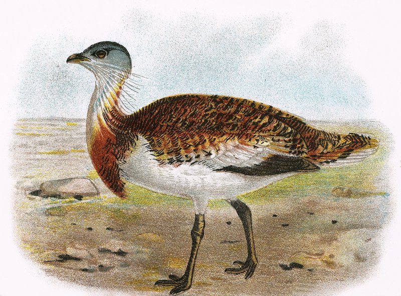 Great Bustard by English School