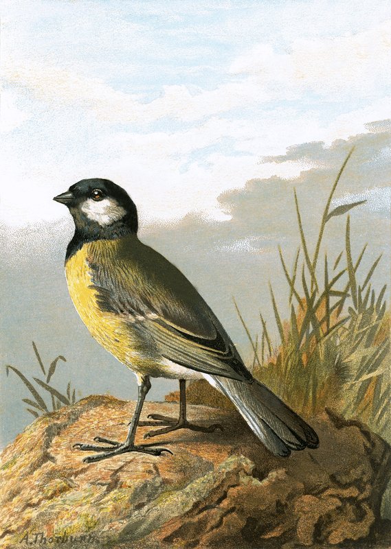 Great Tit by English School
