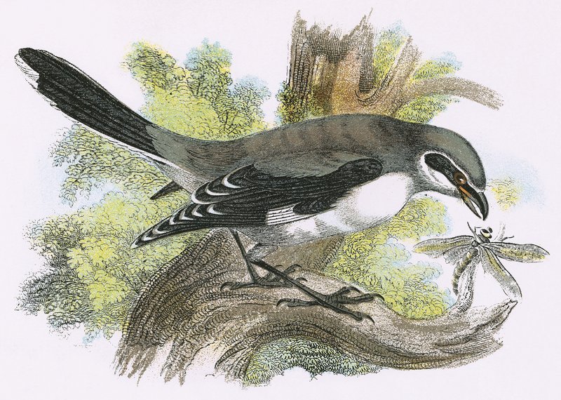 Great Grey Shrike by English School