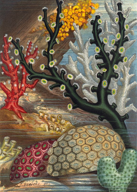 Group of Corals by English School