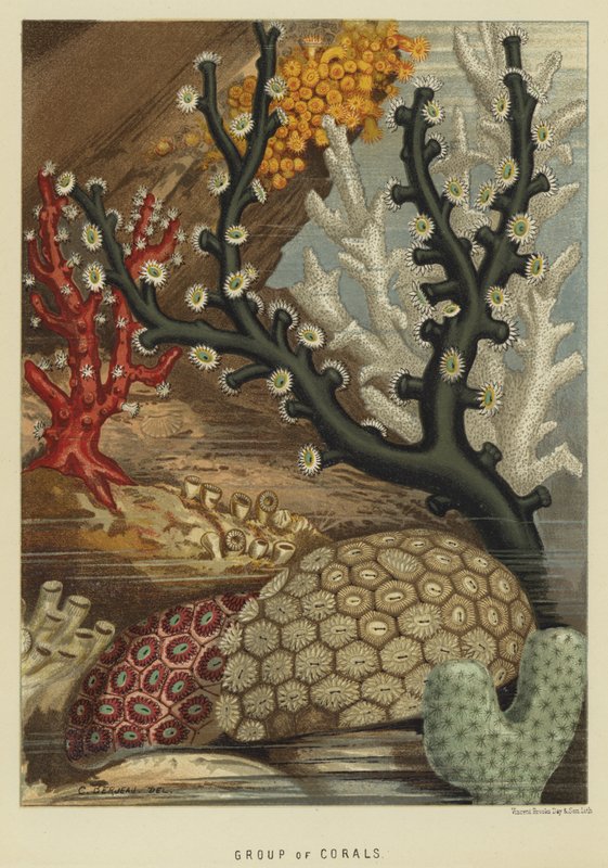 Group of corals by English School