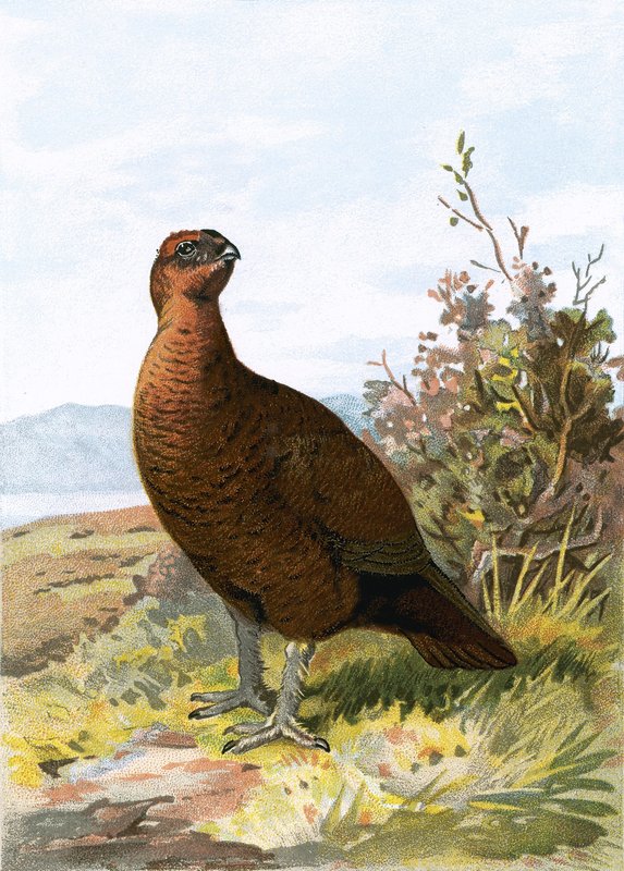 Grouse by English School