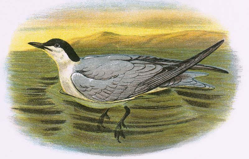 Gull Billed Tern by English School