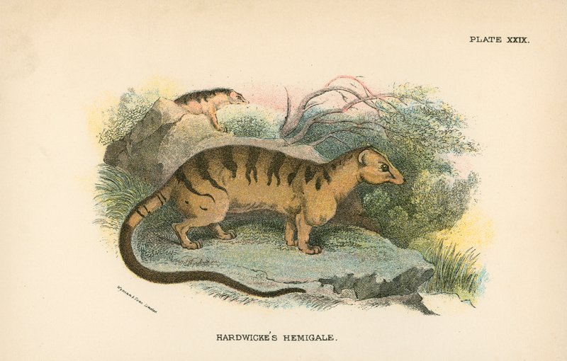 Hardwicke