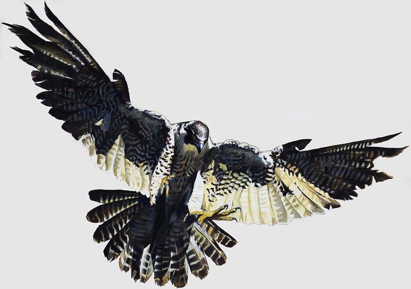 Hawk by English School
