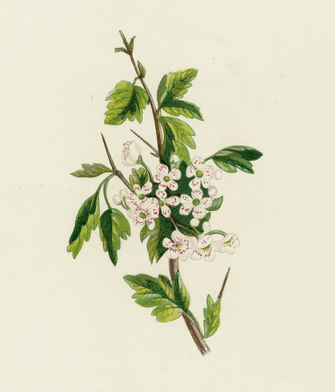 Hawthorn by English School