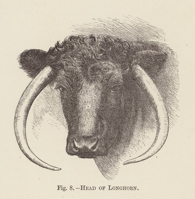 Head of Longhorn by English School
