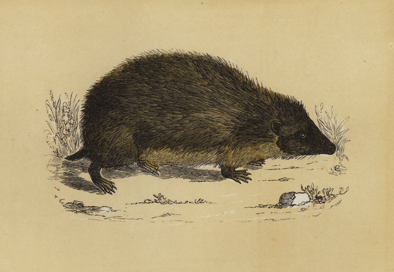 Hedge-Hog by English School