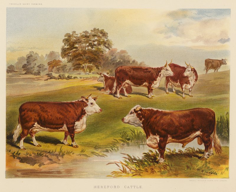 Hereford Cattle by English School