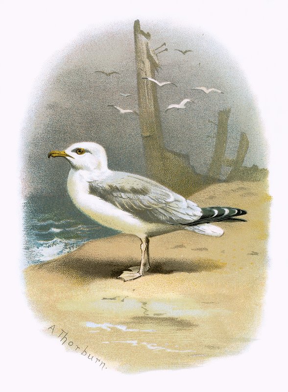 Herring Gull by English School