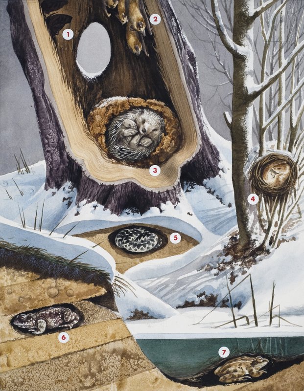 Hibernation by English School