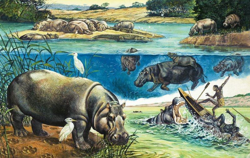 Hippopotami by English School