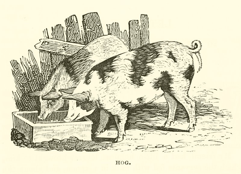 Hog by English School