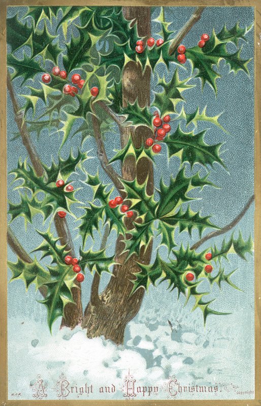 Holly Tree by English School