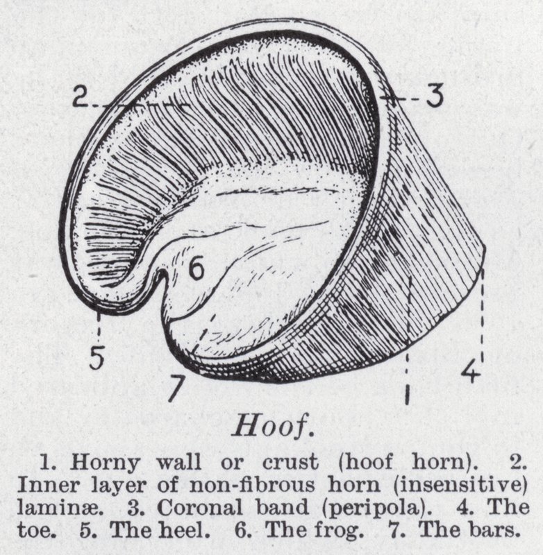 Hoof by English School