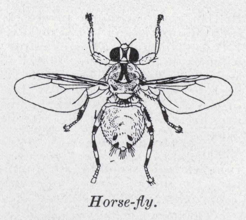 Horse-Fly by English School
