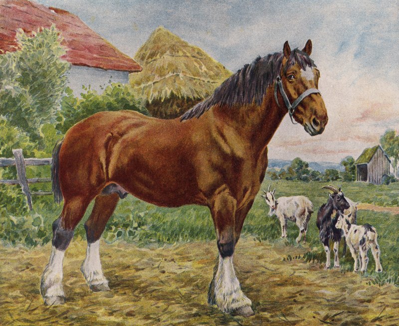 Horse and goats by English School