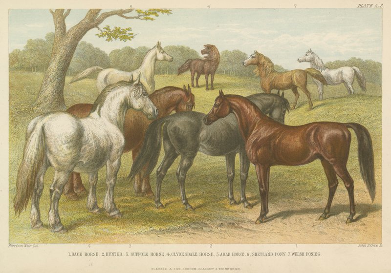 Horses and ponies by English School