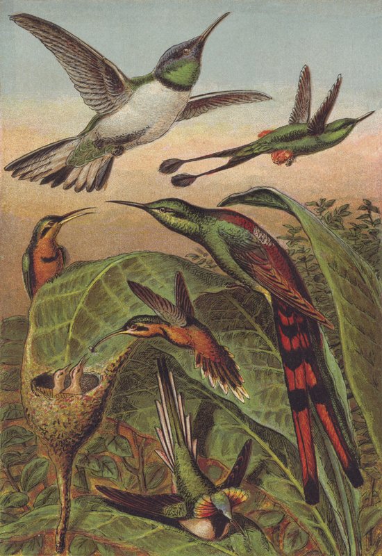 Hummingbirds by English School