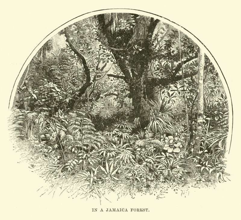 In a Jamaica Forest by English School