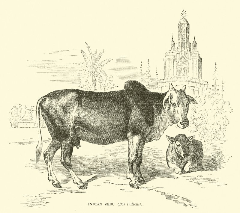 Indian Zebu by English School