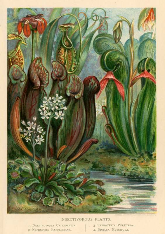 Insectivorous Plants by English School