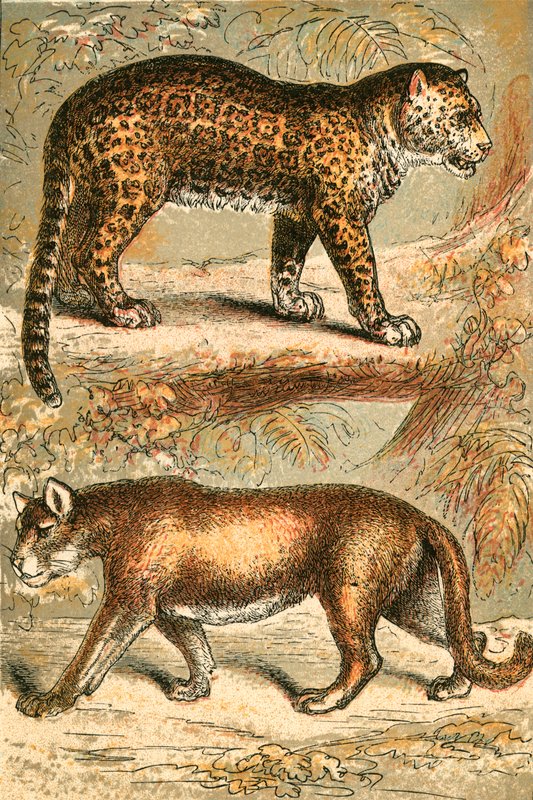 Jaguar and Puma by English School