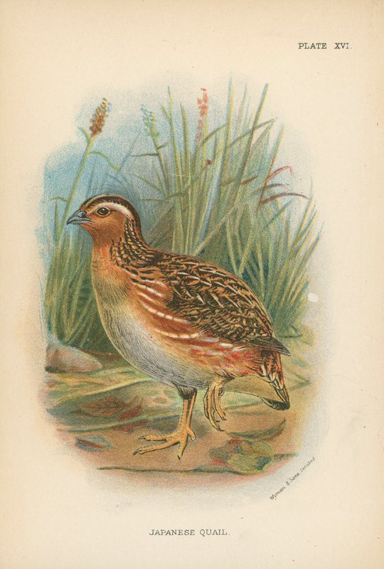 Japanese Quail by English School