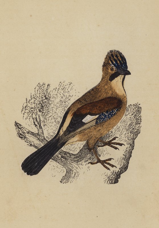 Jay by English School
