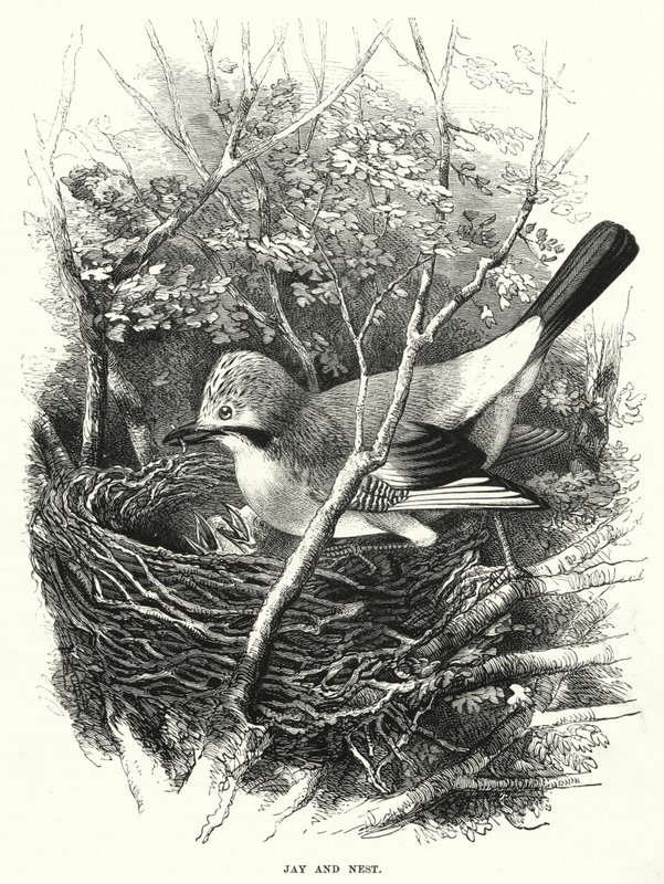 Jay and Nest by English School