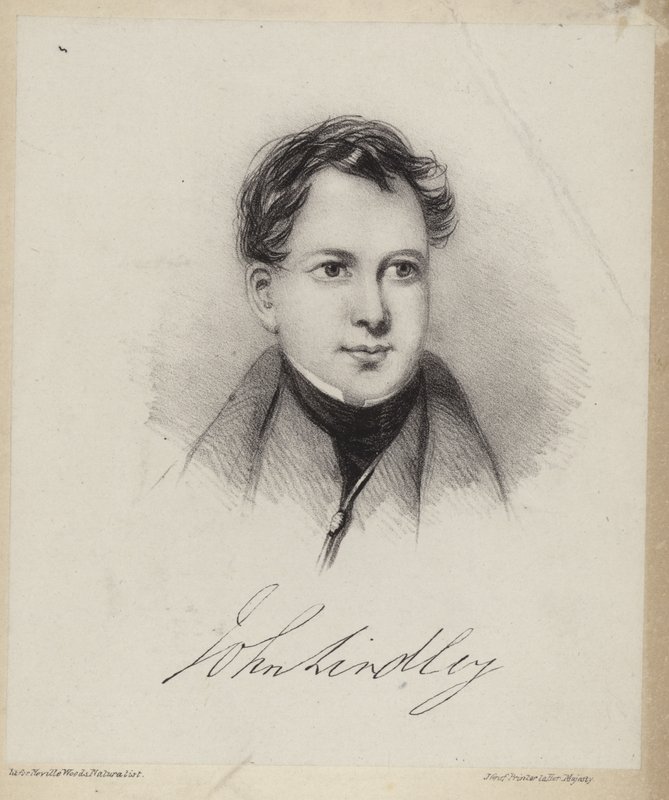 John Lindley by English School