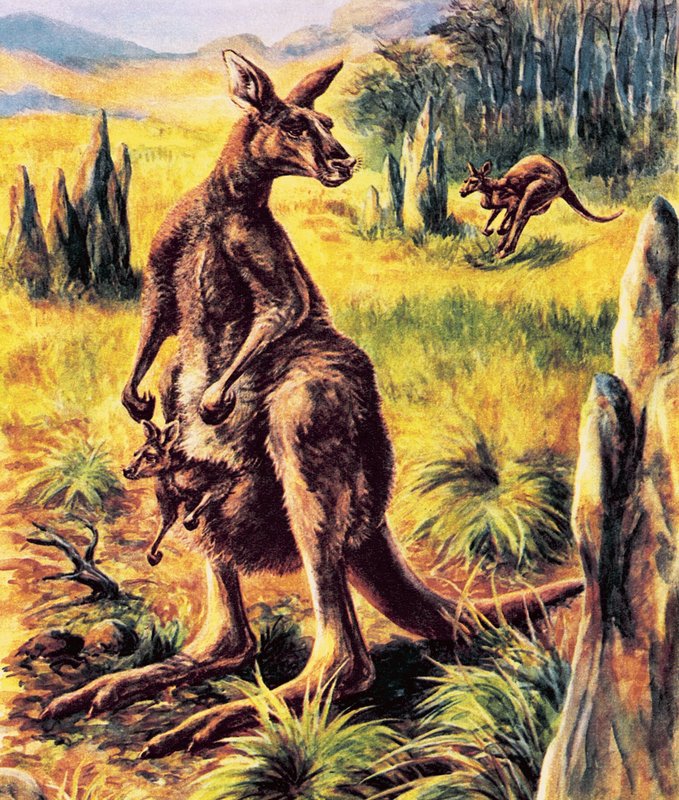Kangaroo by English School