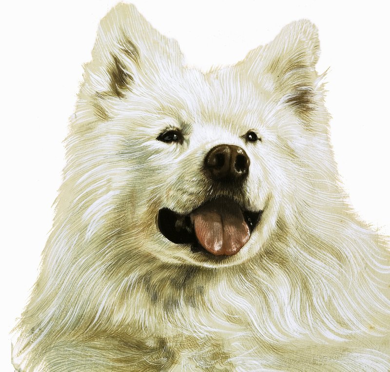 Keeshond by English School