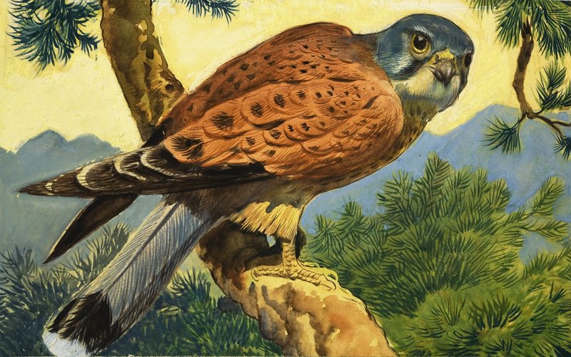 Kestrel by English School