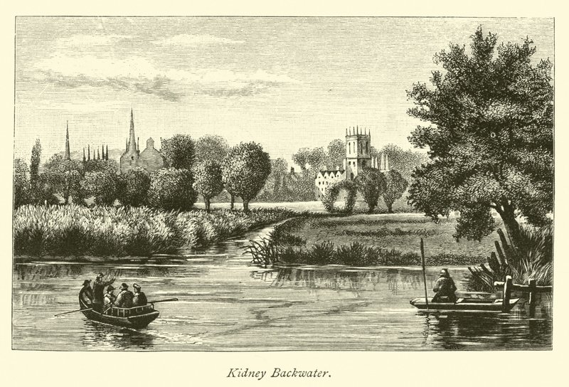 Kidney Backwater by English School