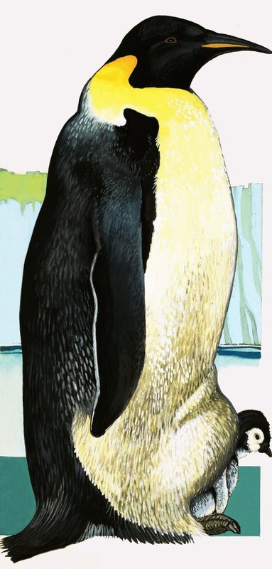 King Penguin by English School