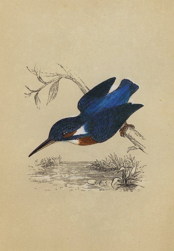 Kingfisher by English School
